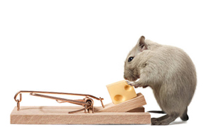 Beste producten tegen muizen