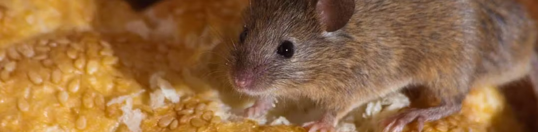 Ongediertebestrijding in de Brood en Banketbakkerijen