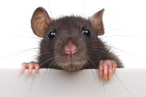 Ratten in spouwmuur of plafond