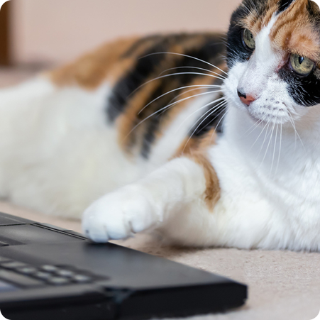 Bei Ungeziefershop.de bestellen