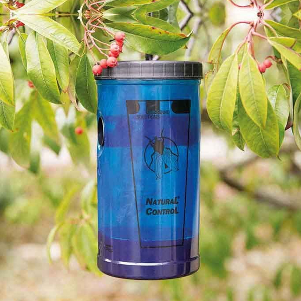 Vliegenval + Lokstof