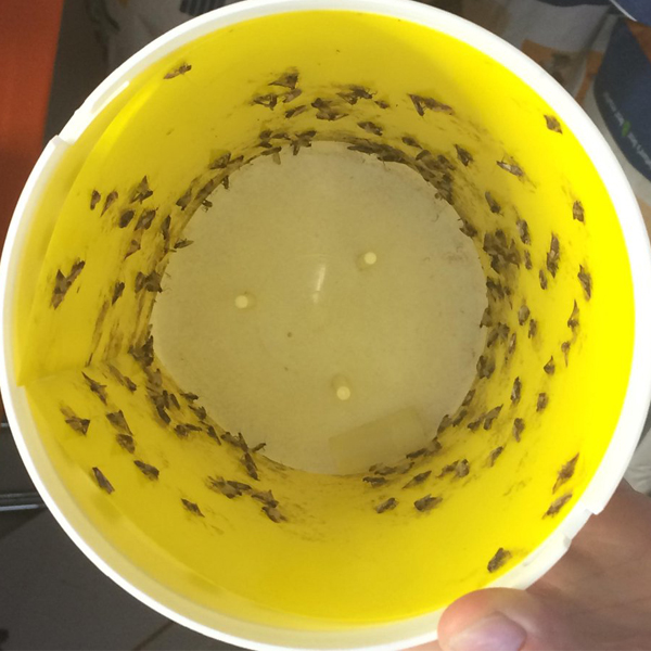 Kleefstroken voor Black Stripe mottenval