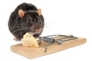 Beste producten tegen ratten