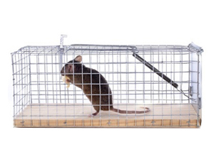 Diervriendelijk muizen bestrijden