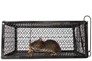 Diervriendelijk ratten bestrijden