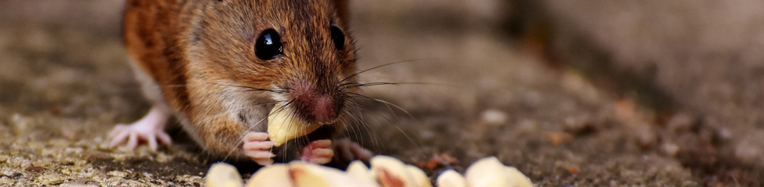 Effectieve muizenbestrijding met muizen lijmplanken