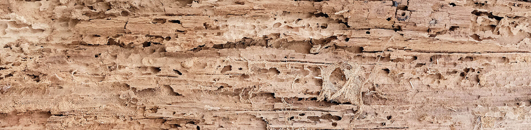 Houtwormbestrijding in de praktijk