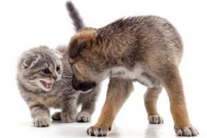 Katten en honden verjagen