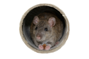 Muizen tussen spouwmuur en plafond