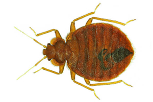 Bedwantsen keuzehulp