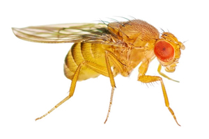 Fruitvliegjes keuzehulp