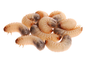 Larven en Maden keuzehulp